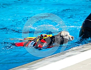 Lifeguard dog in swimming pool.