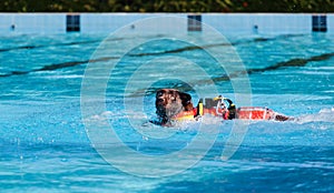 Lifeguard dog in swimming pool.