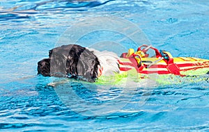 Lifeguard dog in swimming pool.