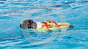 Lifeguard dog in swimming pool.