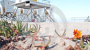 Lifeguard stand and flower, life guard tower for surfing on California beach.