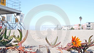 Lifeguard stand and flower, life guard tower for surfing on California beach.