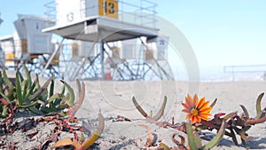 Lifeguard stand and flower, life guard tower for surfing on California beach.