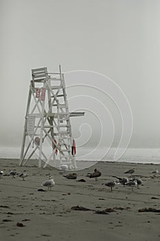 Lifeguard stand and sea birds misty day vertical format