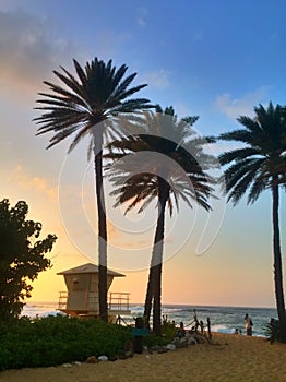 Lifeguard tower and palms