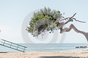 Lifeguard Tower Ramp and Cypress Tree