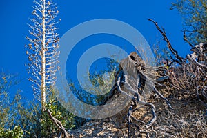 Lifeless beautiful trees