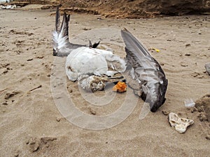 Lifeless bird on the sand in Argentina beach