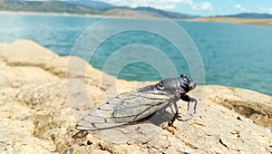 Lifeless cicada