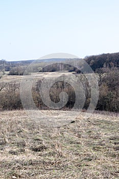 Lifeless gray forest. Early spring