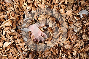 lifeless hand coming out of the pile of dry fallen leaves