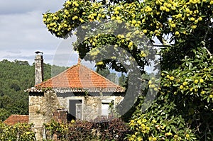 Lifeless house and vibrant chestnut tree, Portugal