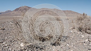 Lifeless landscape with dry plants. Lanzarote, Spain