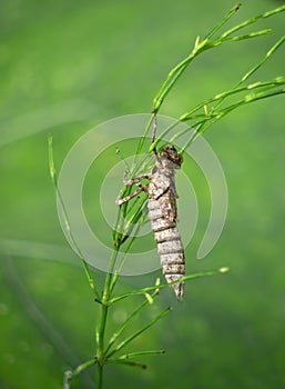 Lifeless shell, exuvia, of a dragonfly larva