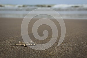 A lifeless star fish drifted away to the sea shore with the ocean waves in the background