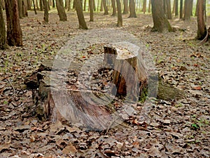 Lifeless Tall Tress In Forest Nursery In Kashmir Valley India