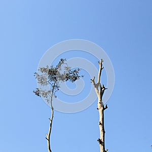 lifeless tree branches vs tree with life