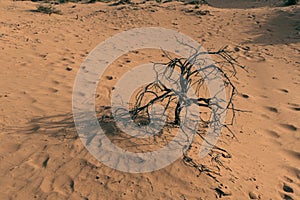 Lifeless tree in the desert sand dunes and dusk. Dead and arid concepts