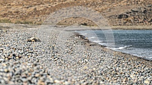 A lifeless turtle, stranded on a desolate Greek pebble beach, serves as a poignant reminder of the fragility of marine life in the