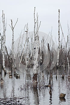 Lifeless withered forest. Bio-contamination