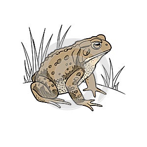 Lifelike Common Toad Among Natural Vegetation