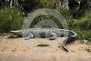 Lifelike crocodile statue in Rockhampton Zoo.