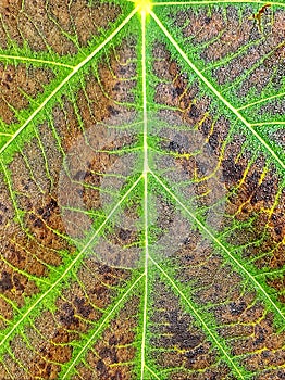 Lifelines on a leaf
