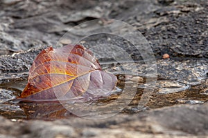 Lifelines are shining