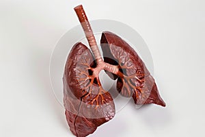 lifesize lung model on white background photo