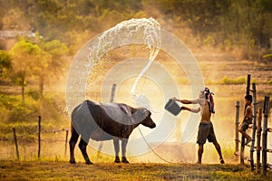 Lifestyle of Asian concept. Asian people are bathing for the water buffalo during Songkran`s summer. The rice field countryside