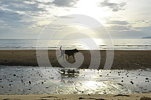 Lifestyle of dog on the beach in morning light