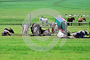 The lifestyle of the Mongolian nomads resides in Ger