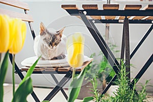 Lifestyle photo of a beautiful green balcony and littlest cute Devon Rex cat sleeping on a wooden chair of outdoor furniture. photo