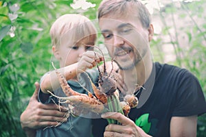 Lifestyle photo family picking seasonal vegetables carrots and beetroots from local garden. Father and son harvesting crops