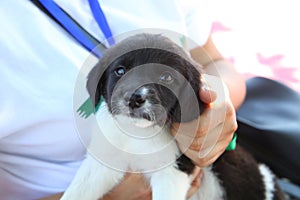 Lifestyle photo.pretty young smiling woman holding her small dog . A small black-and-white dog holds it in its lap . Dog