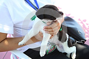 Lifestyle photo.pretty young smiling woman holding her small dog . A small black-and-white dog holds it in its lap . Dog is