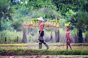 Lifestyle of Southeast Asian people in the field countryside Thailand ,Farther and son in rice fields after work and so happy.