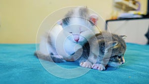 Lifestyle two little cute kittens a sleeping play on the bed. Little cats play on the bed. home pets. Animal care. Love