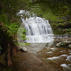 Liffey Falls flowing over the tiered rocks surrounded by ferns.