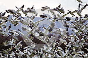 Lift Off Hunderds of Snow Geese Taking Off Flying
