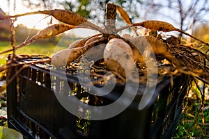 Lifted and washed dahlia tubers drying in afternoon autumn sun before storage for winter. Autumn gardening jobs.