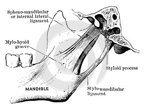 Ligament of the Temporo Maxillary Joint, vintage illustration