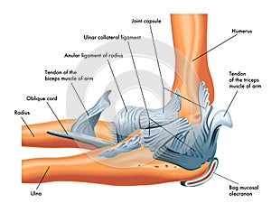 Ligaments of the elbow