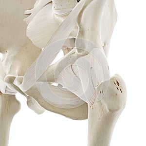 The ligaments of the hip