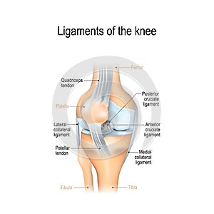 Ligaments of the knee