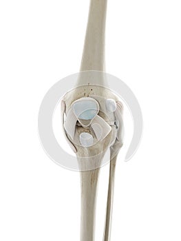 the ligaments of the knee