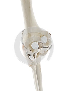 The ligaments of the knee