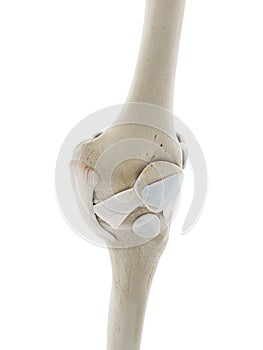 The ligaments of the knee