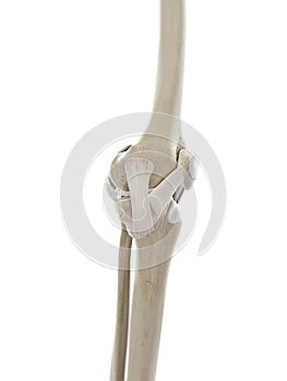 The ligaments of the knee