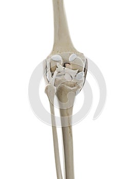 The ligaments of the knee